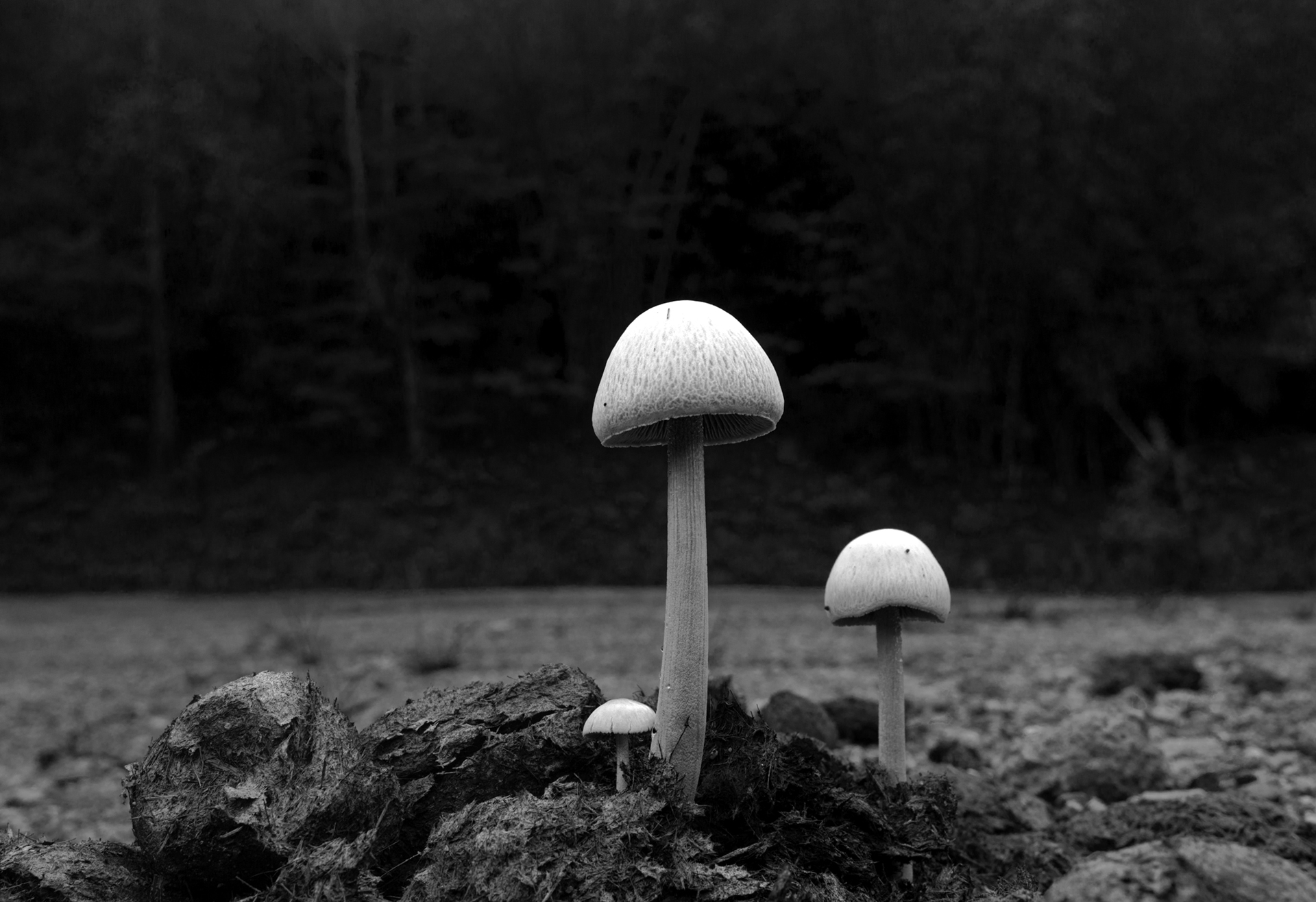 Mushrooms by Jose Luis Rodriguez