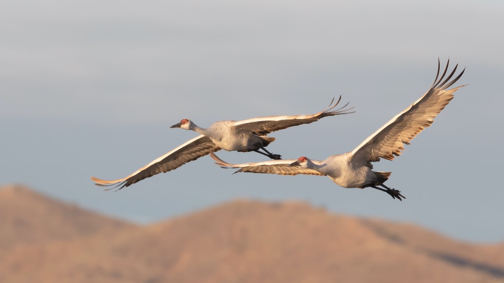 — Cranes and Sands  — Spotlight of New Mexico State by Peter Shi