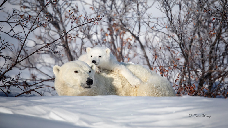 Polar Bear Mother with her child  by Fion Wong