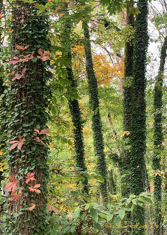 Autumn Ivy Leaves  by Kieu-Hanh Vu