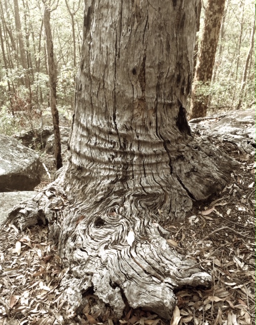 Wrinkles of the Forest by Margaret Duncan