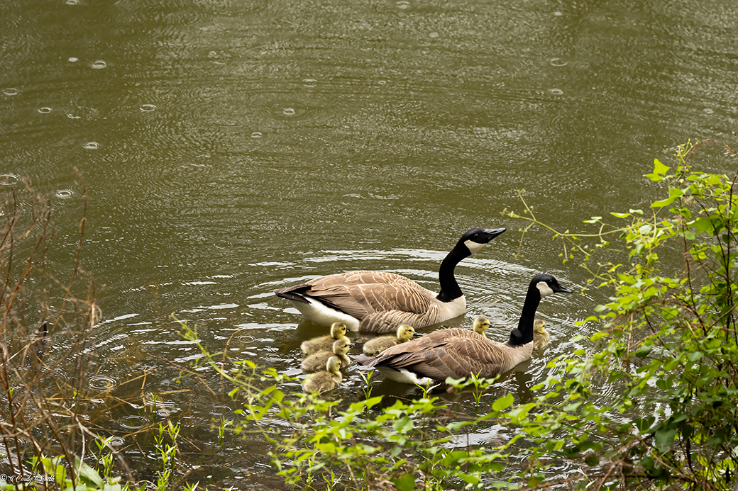 Geese Family by Cindy Smith