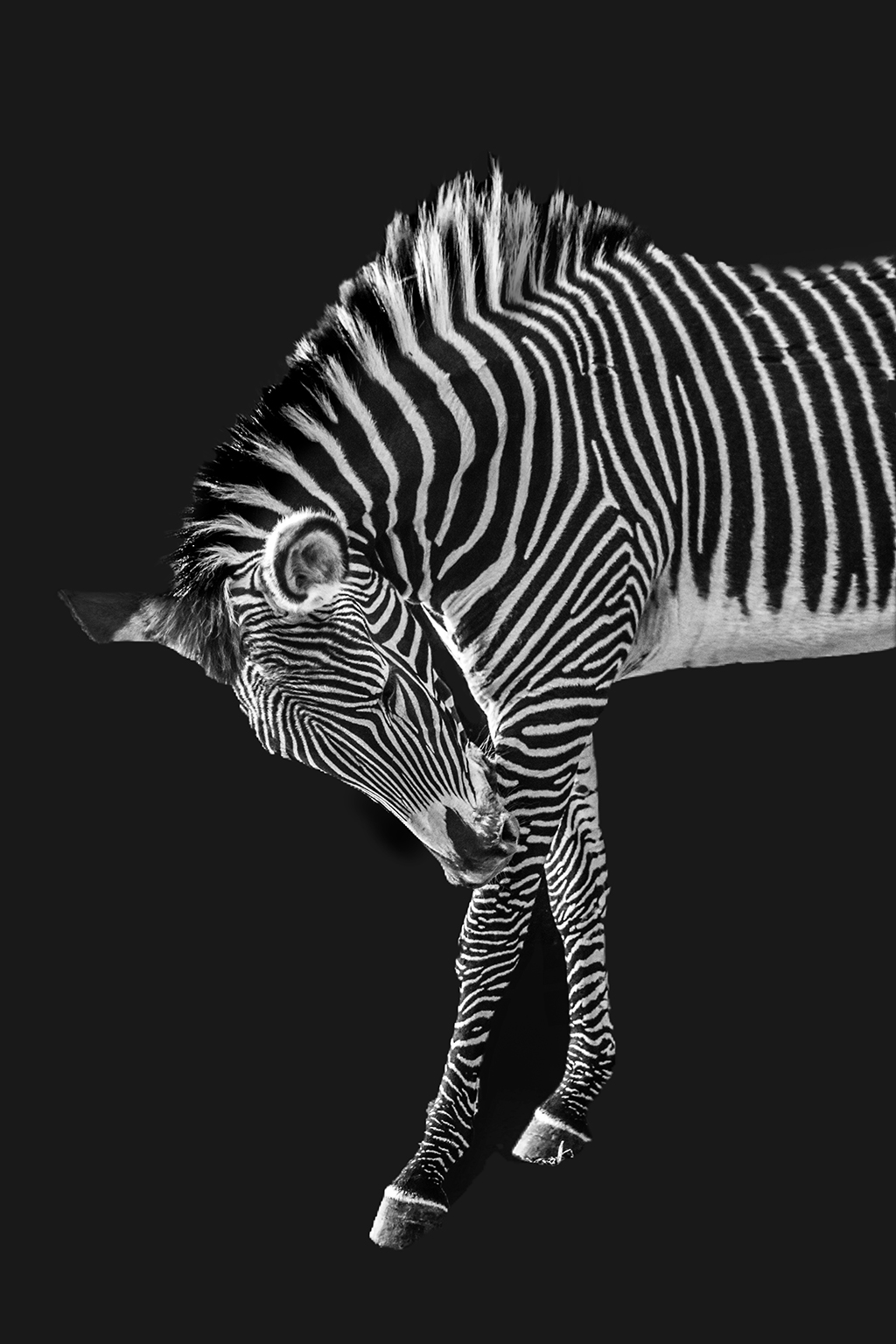 Zebra Portrait by Jo Kelly