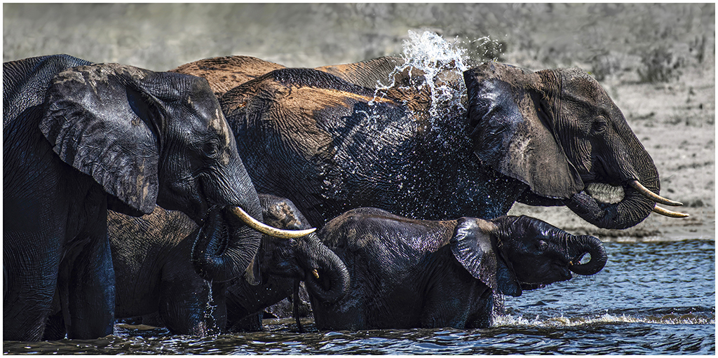 Chobe National Park by Charles Walker