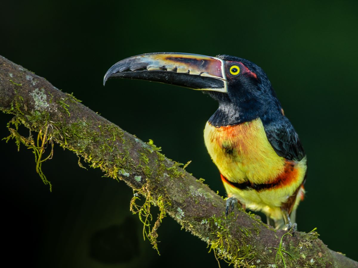 Collared Aracari by Glenn Rudd