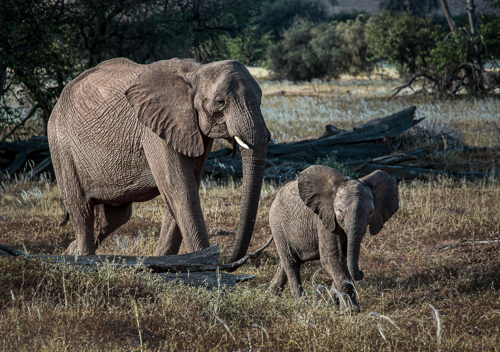 Elephants Heading to the Watering Hole by Margaret Frazer
