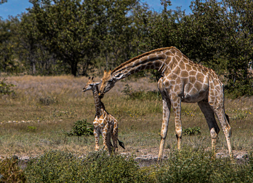 Giraffe & Calf by Margaret Frazer