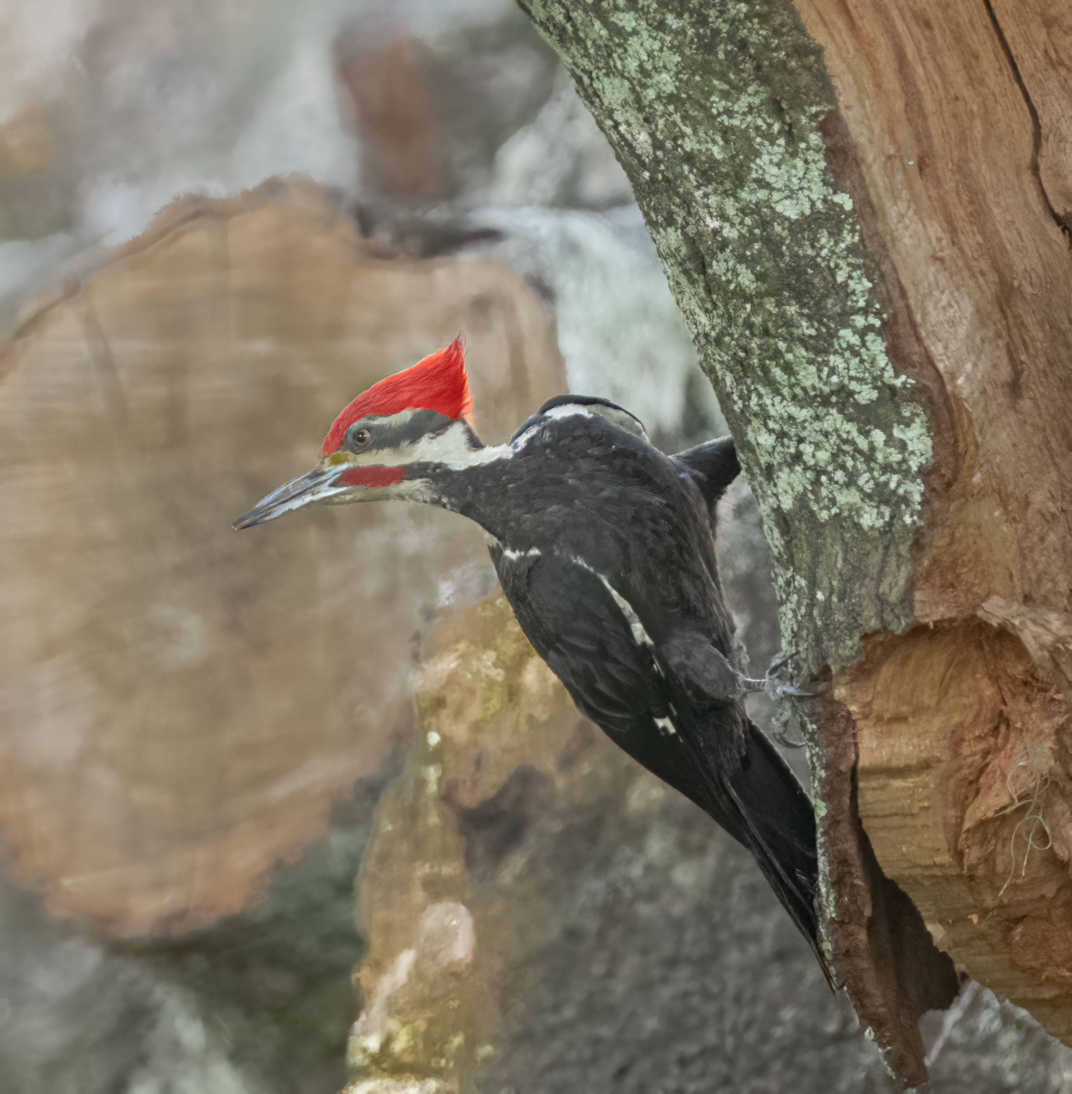 Pileated Woodpecker by Bob Feldberg