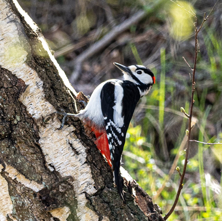 “Spætte” (Woodpecker) by Tage Christiansen