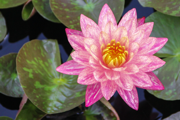 Water Lily by Ginny Salus