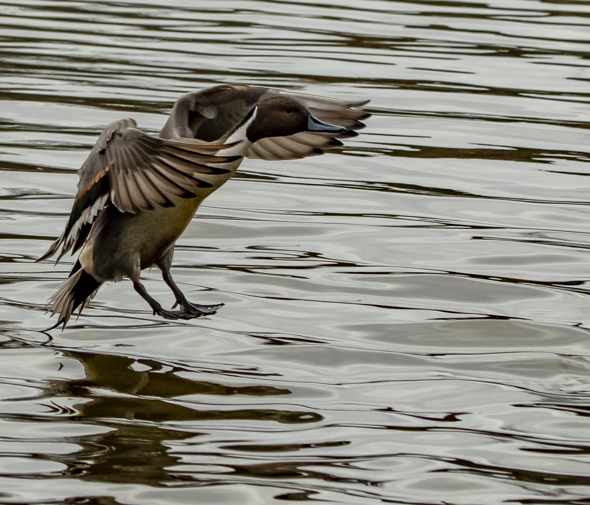 Duck Landing by Linda Bahrani