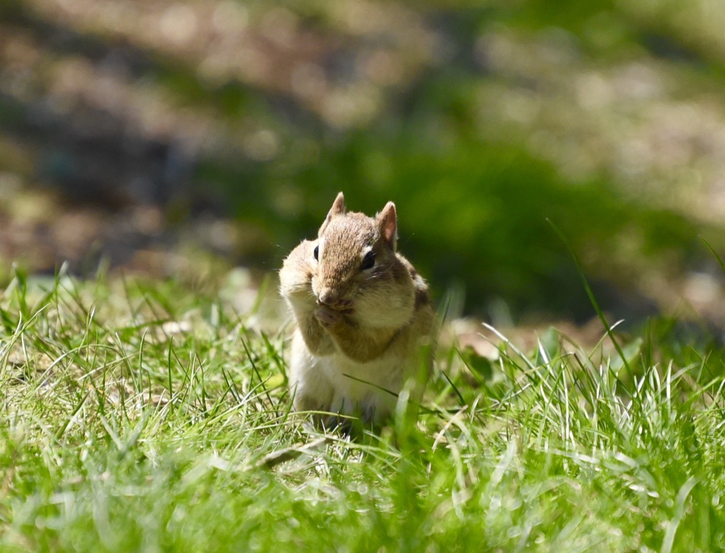 Squirrel  by Andrea McLaughlin