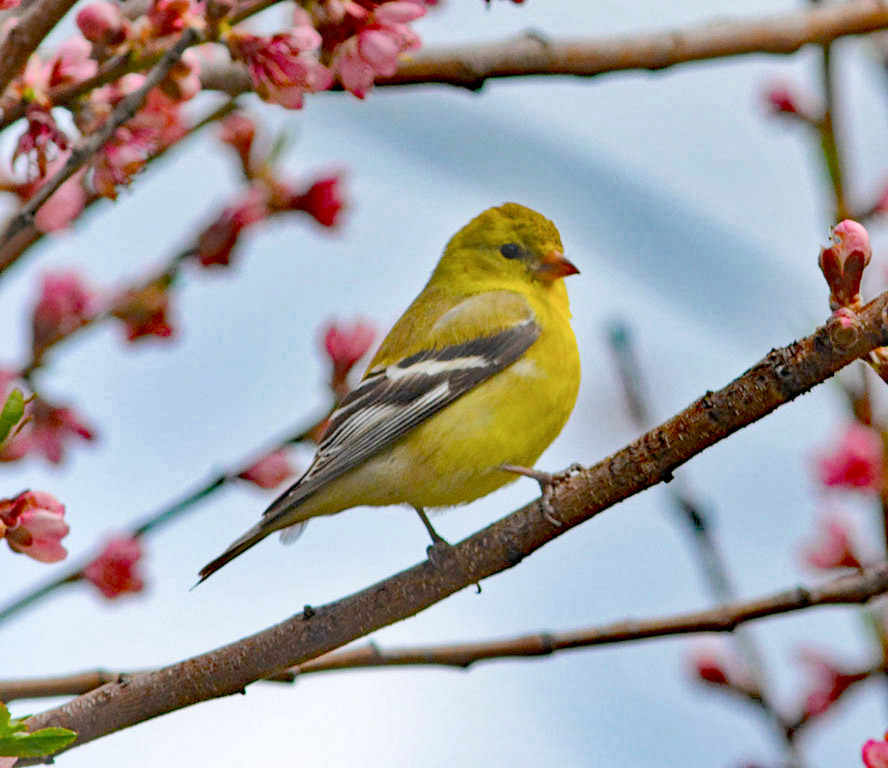 Female Goldfinch by Evelyn Forsyth