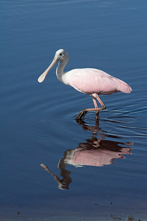 Roseate Spoonbill With Muddy Foot by Evelyn Forsyth