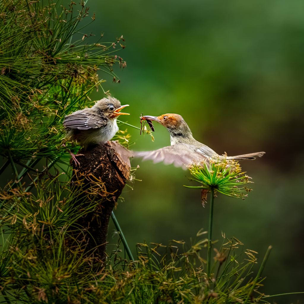 Feeding The Chick by Frans Gunterus