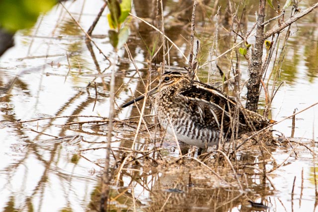 Woodcock or Snipe? by Ginny Salus