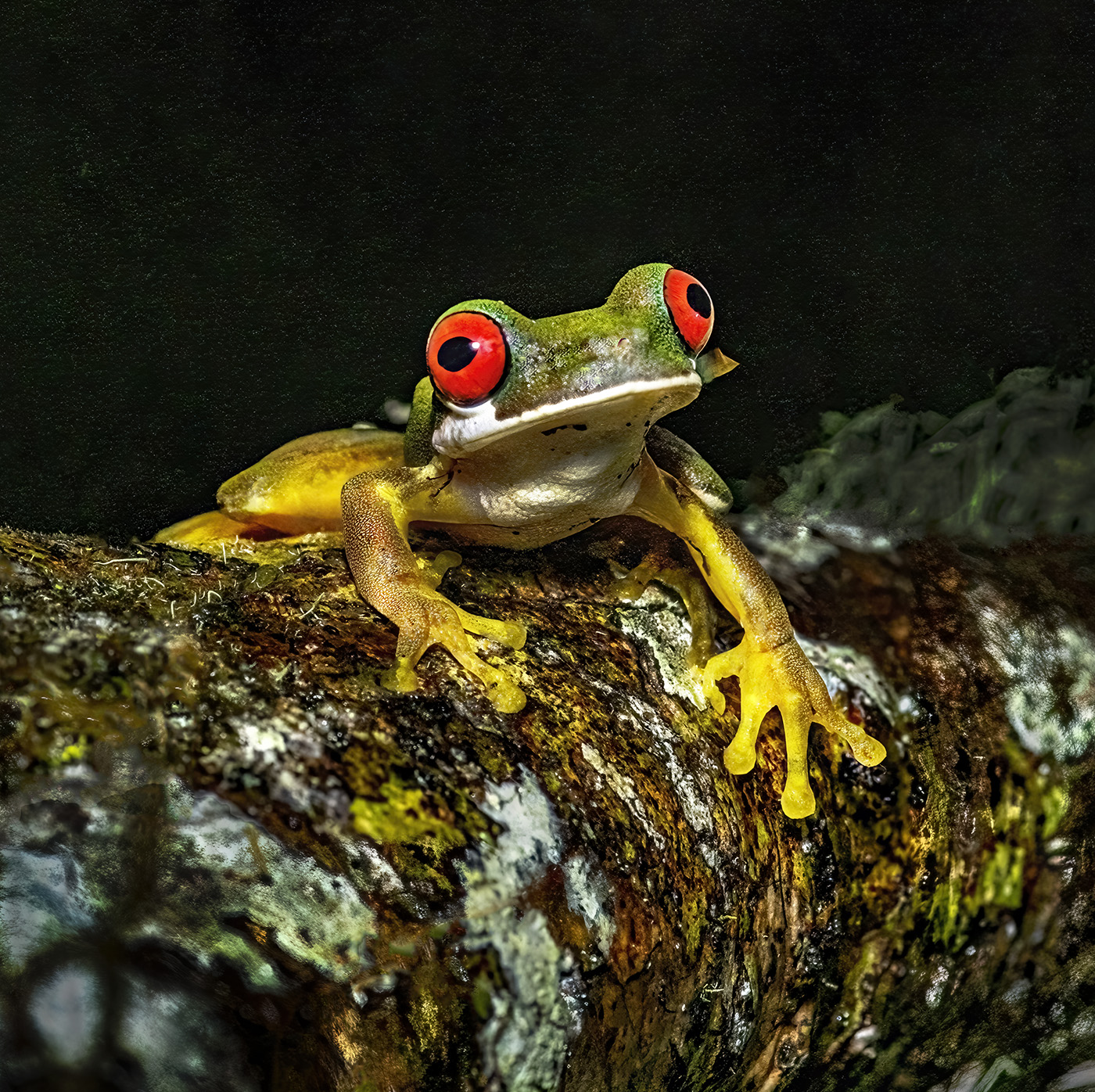 Red-eyed Tree Frog by Jack Twiggs
