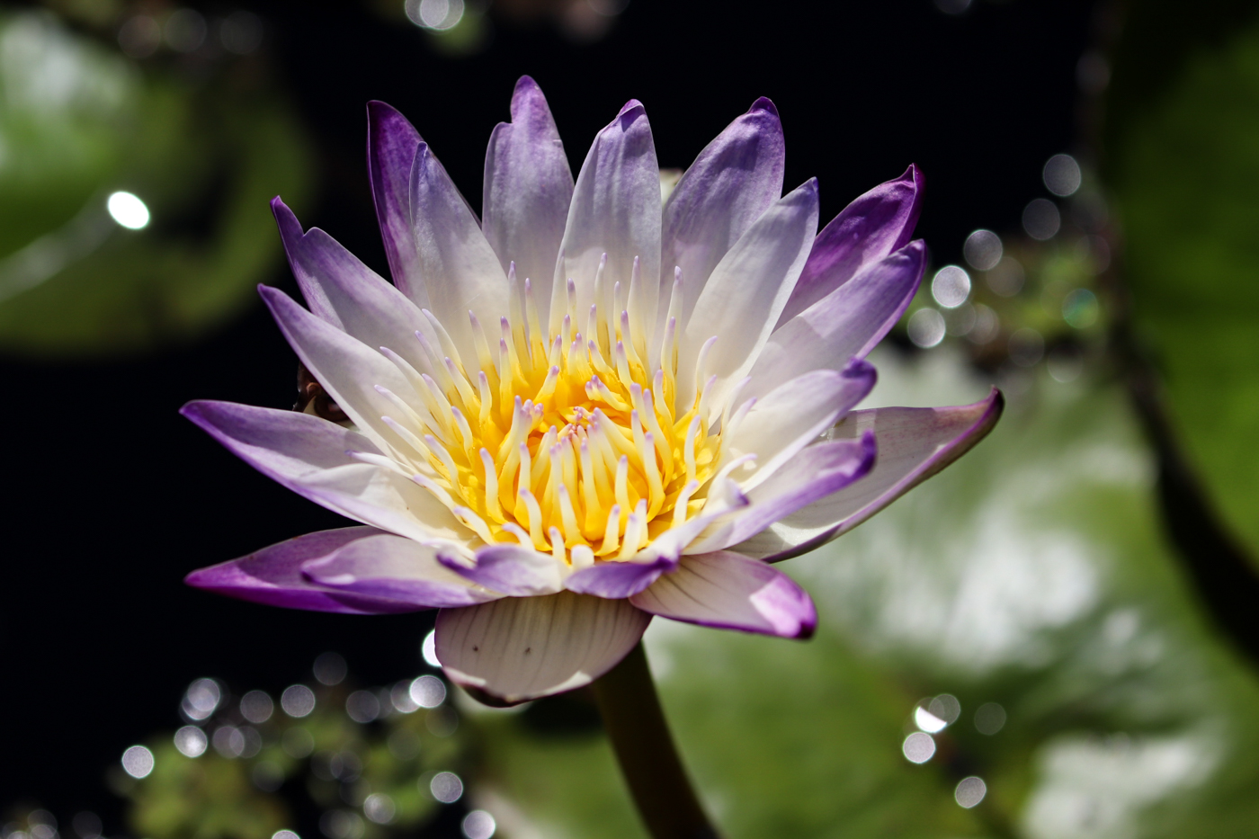 another water lily by Ginny Salus
