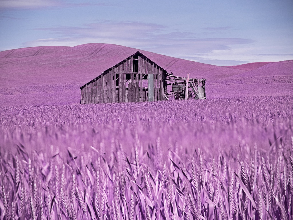 Purple Palouse by Lisa Cuchara