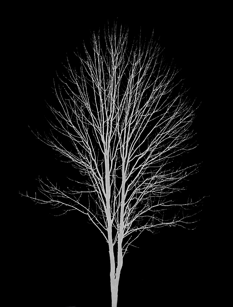 Tree without leaves by Lisa Cuchara