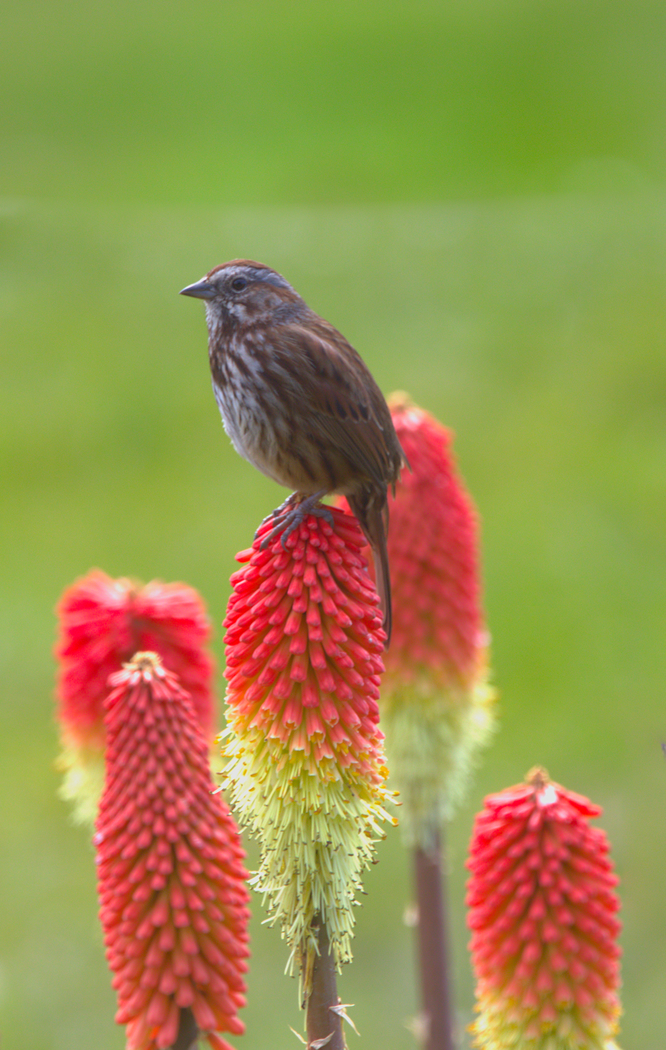 Sitting on a Red Hot Poker by Ed O’Rourke