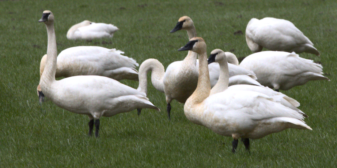 Happy Gaggle  by Ed O’Rourke