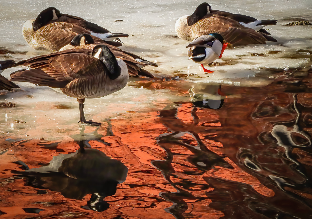 Geese and Reflections by Paul Smith