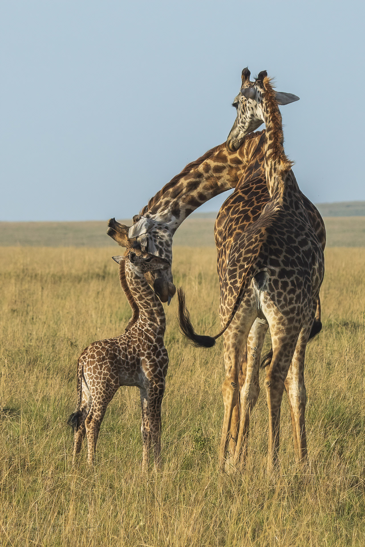 Giraffe Family by Sherry Icardi