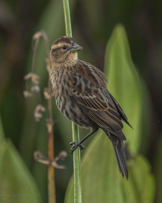 Female Red winged Blackbird by Sherry Icardi