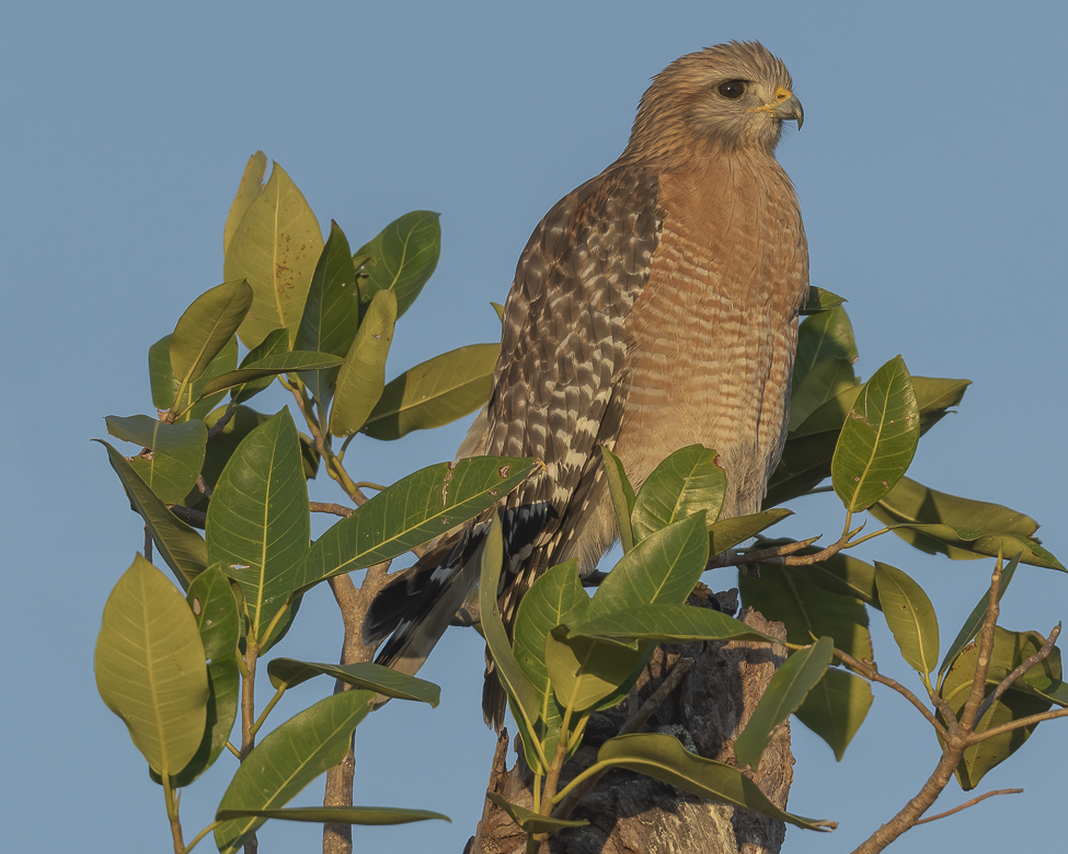 Red Shouldered Hawk at Sunset by Sherry Icardi