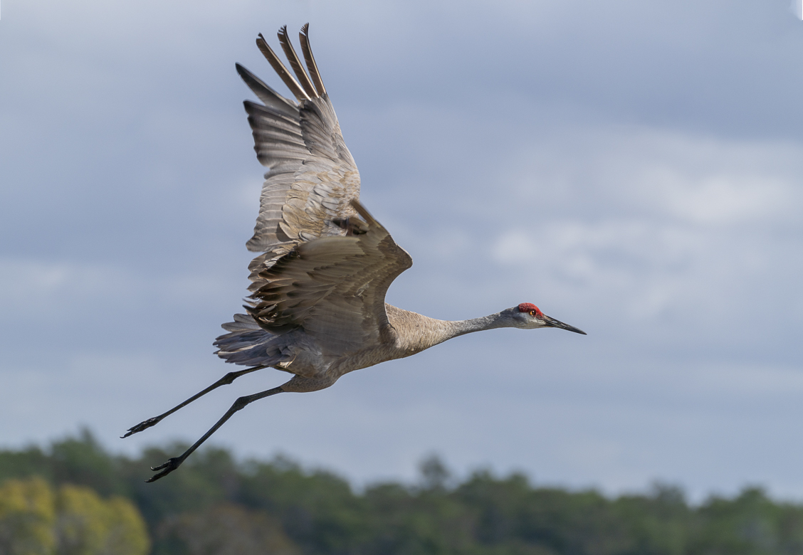 Sand Hill Crane  by Sherry Icardi