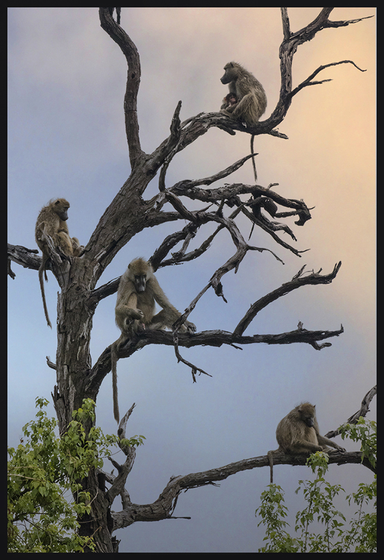 Baboon Lookouts by Leslie Larson