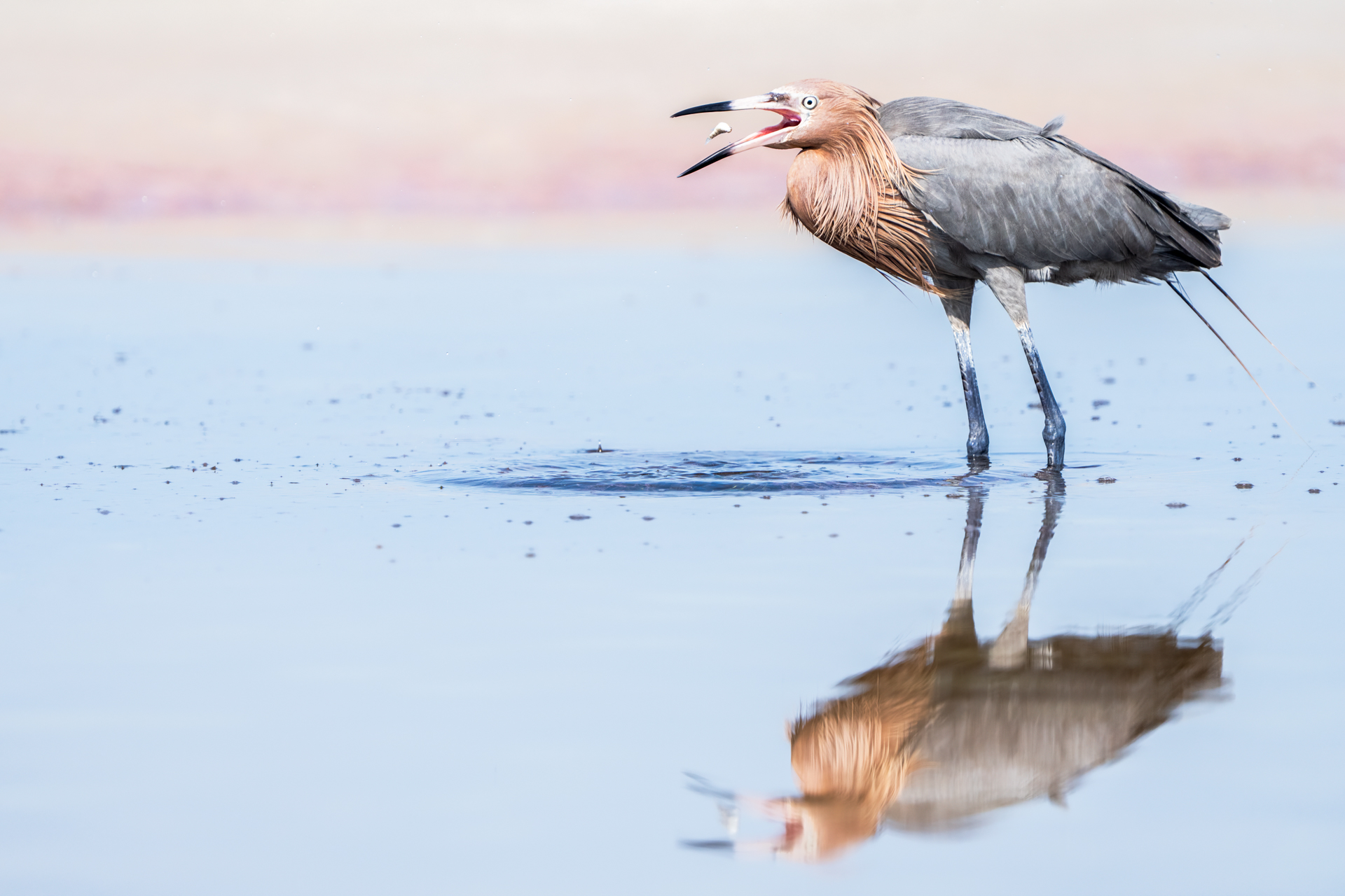 Reddish Egret with Fish by Peter Dominowski