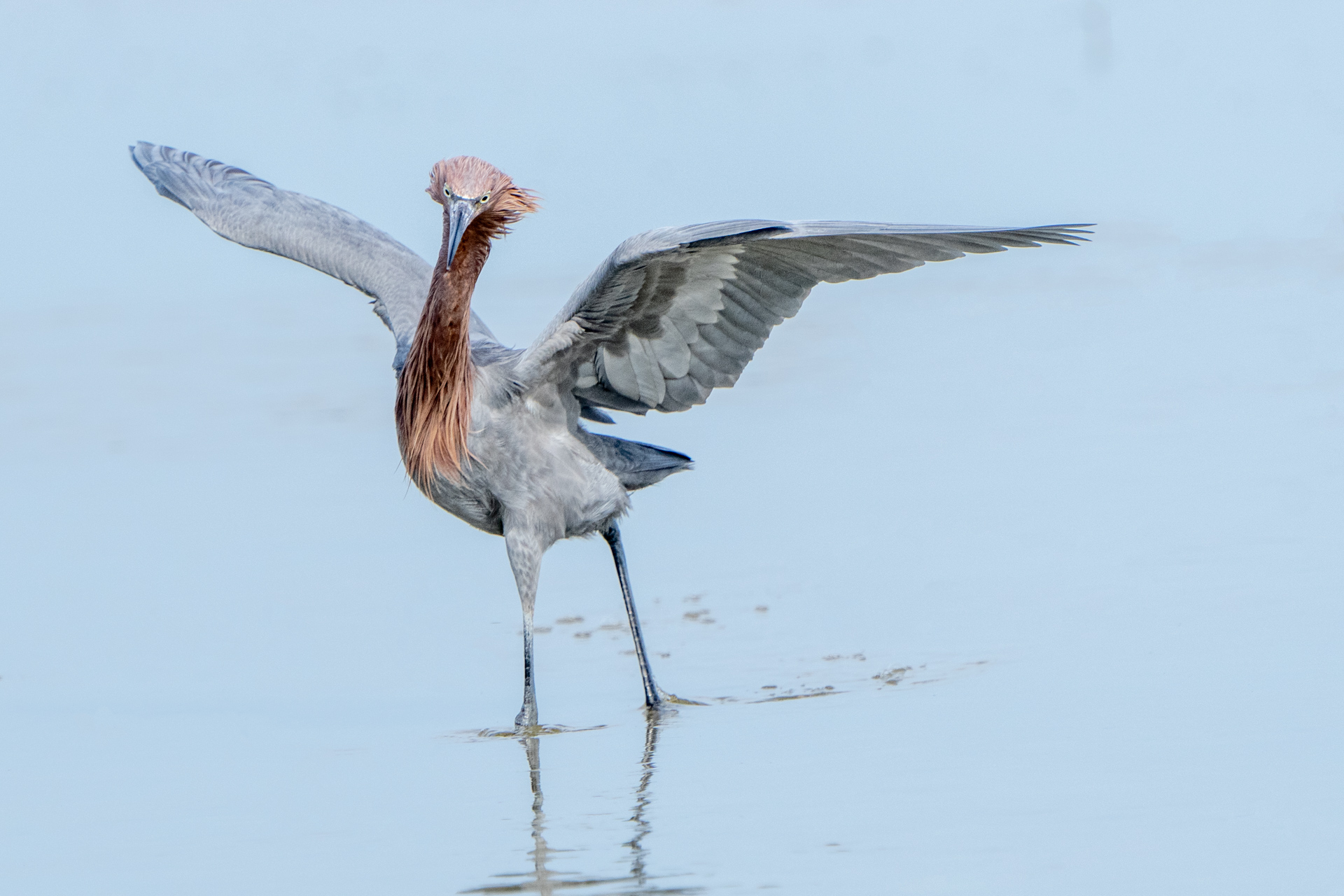 Reddish Egret Head On by Peter Dominowski