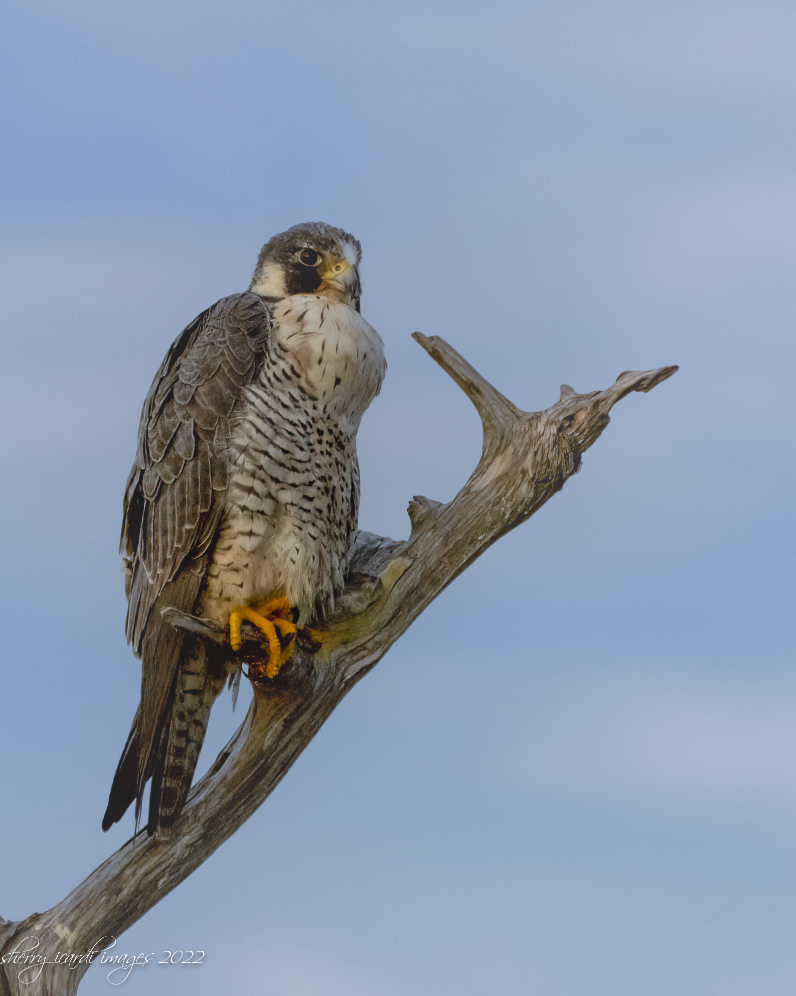 Peregrine Falcon by Sherry Icardi
