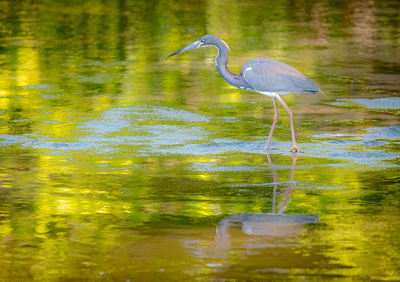 Tri Colored Heron Impressions by Peter Dominowski