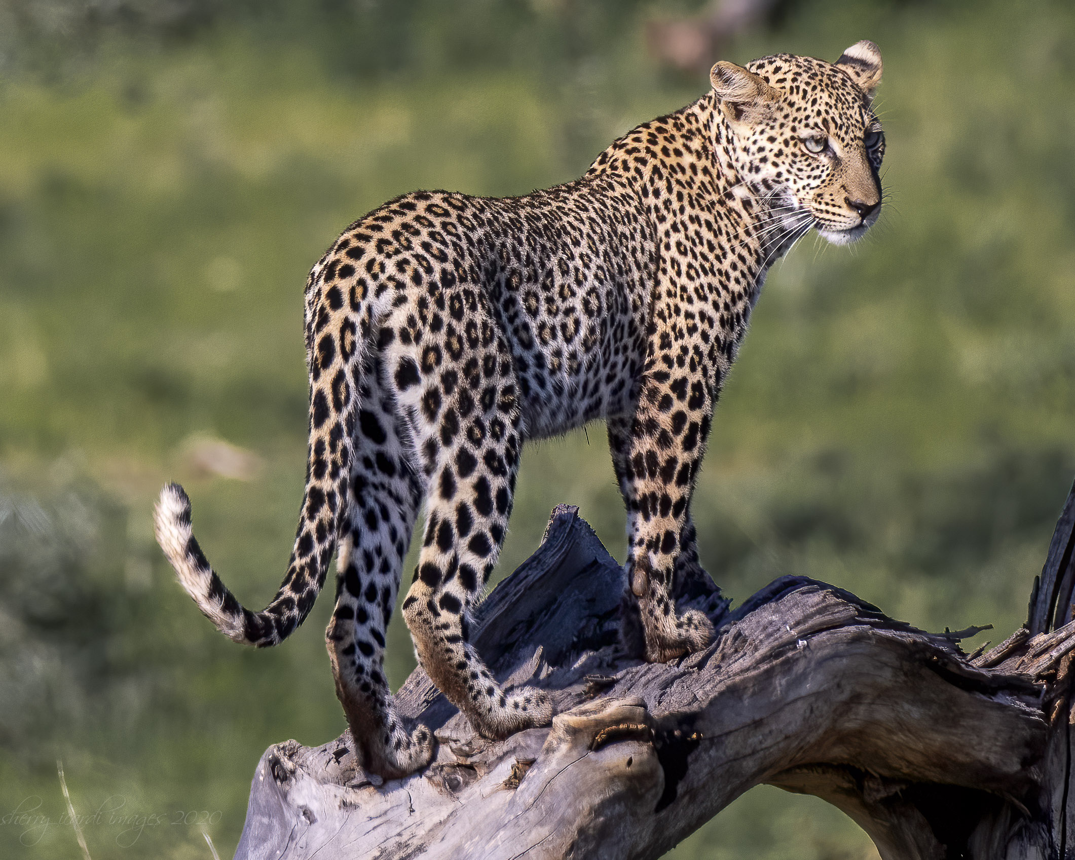 Juvenile Leopard in Nakuru  by Sherry Icardi