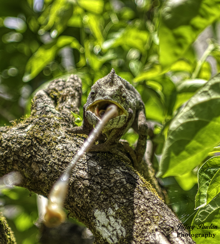 Chameleon Catching Food by Jeffrey Pawlan