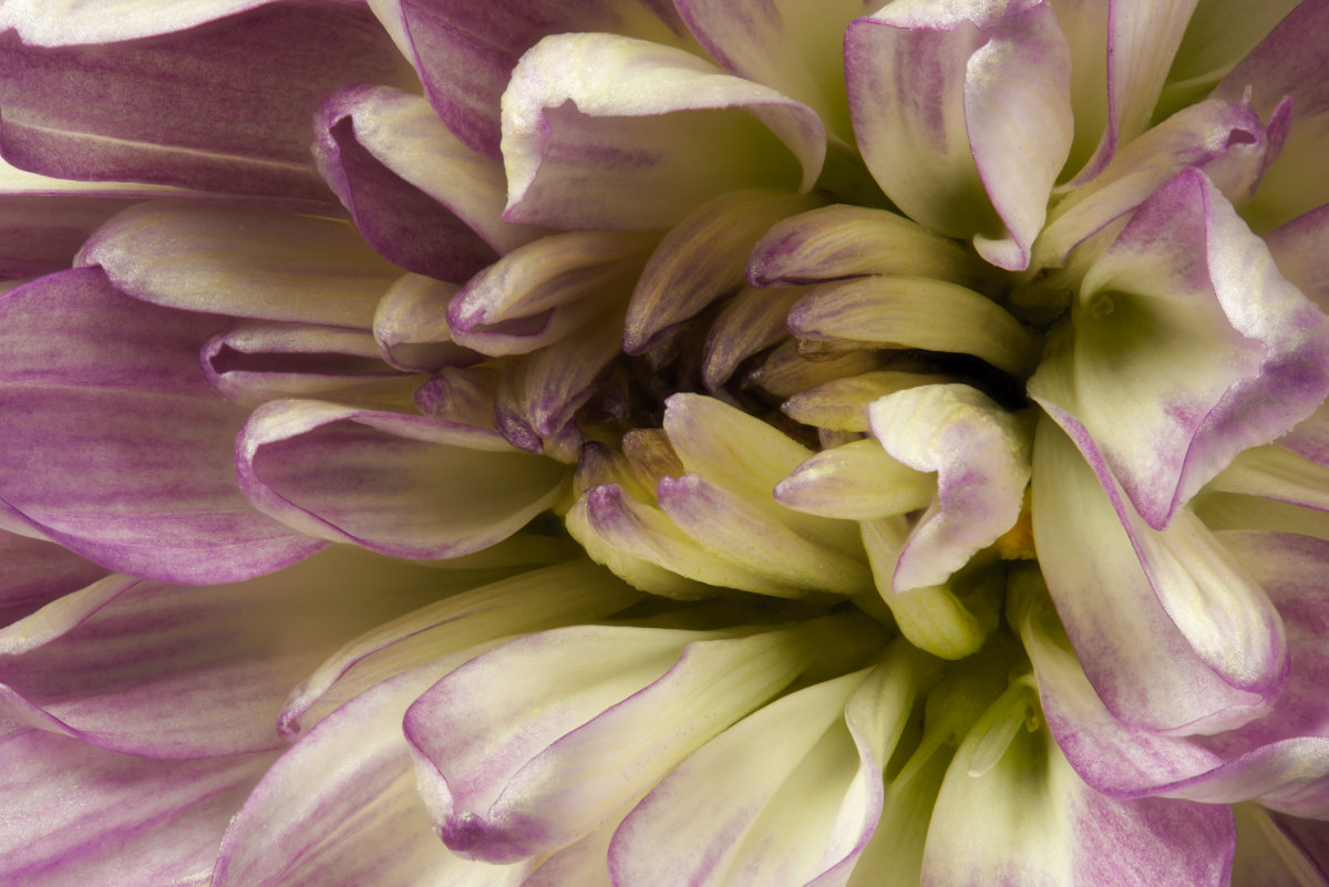 Lavender Mum by Tom Pickering, APSA