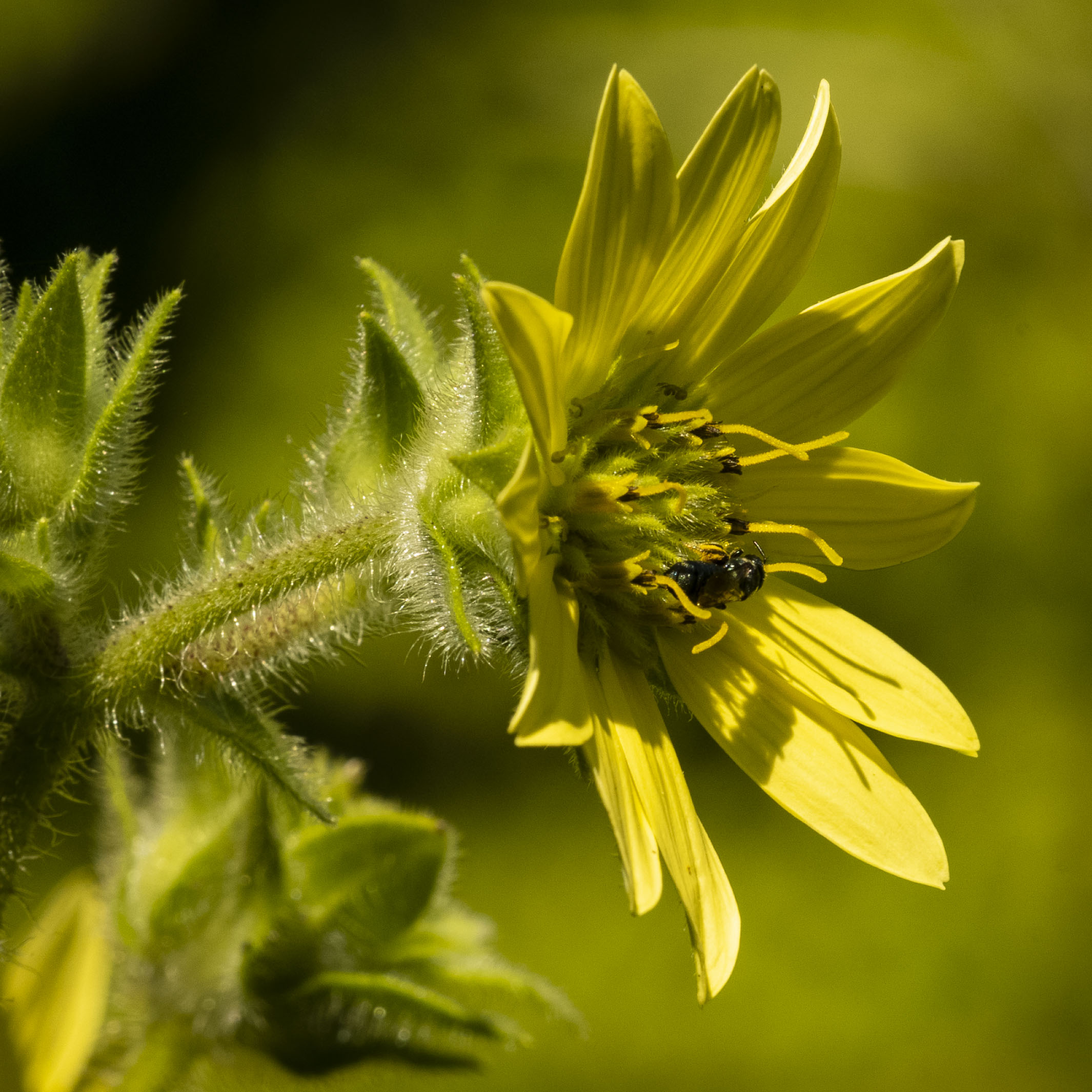 Yellow Flower w/Bee by Bill Foy