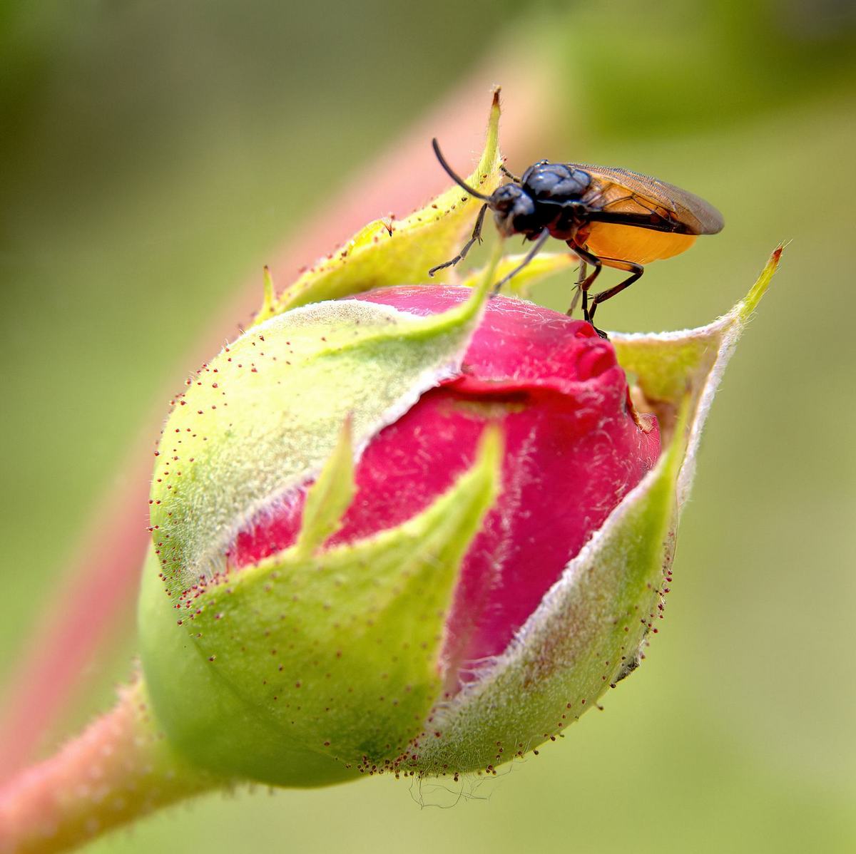 Insect on rose bud