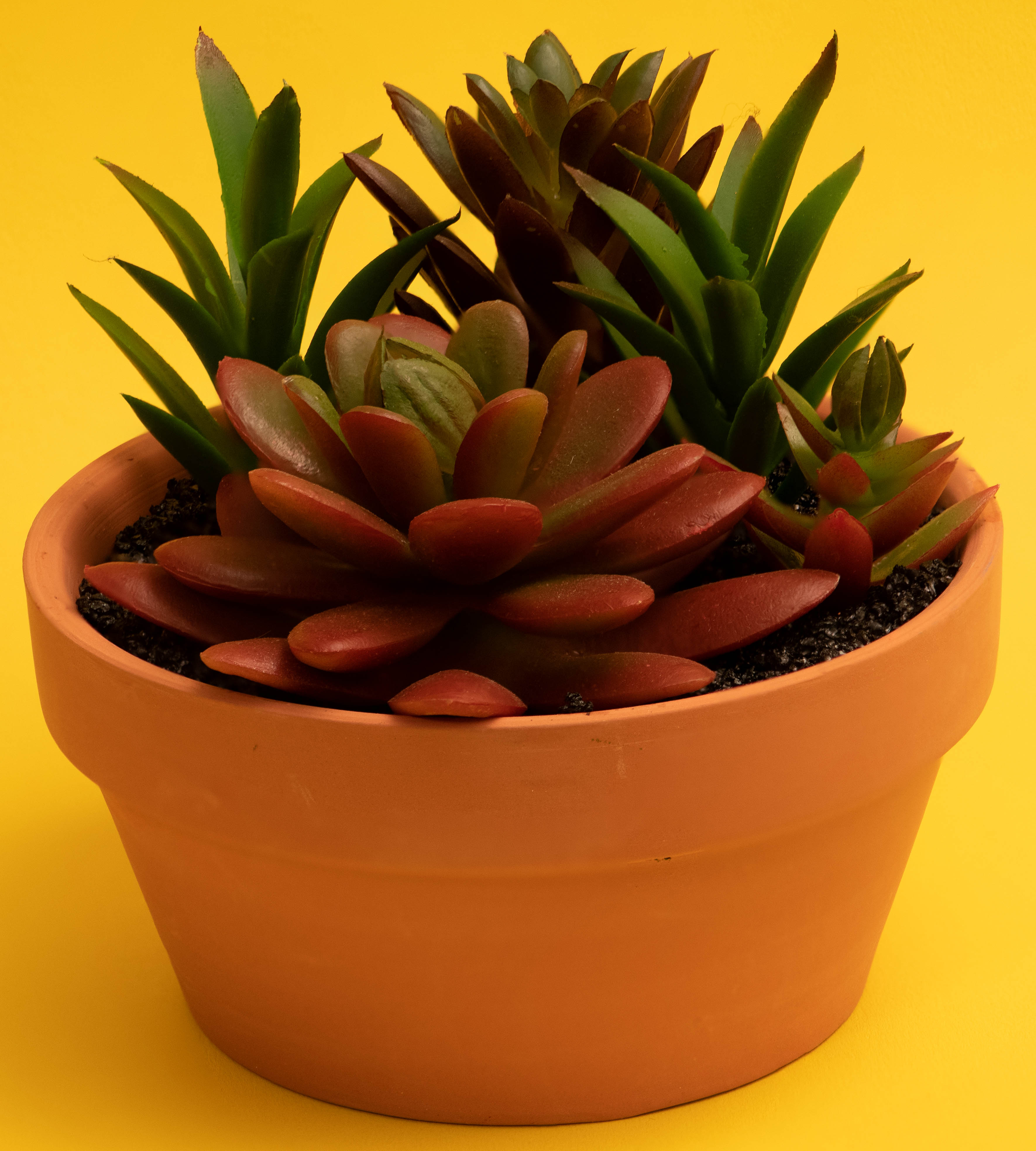 Jade Plant Model_stacked30 by Keith Au