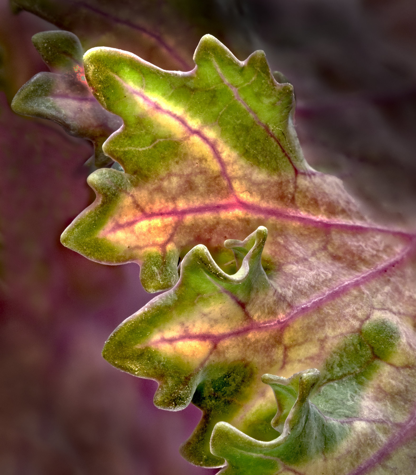 Leaf of an Ornamental Cabbage by Stuart Ord