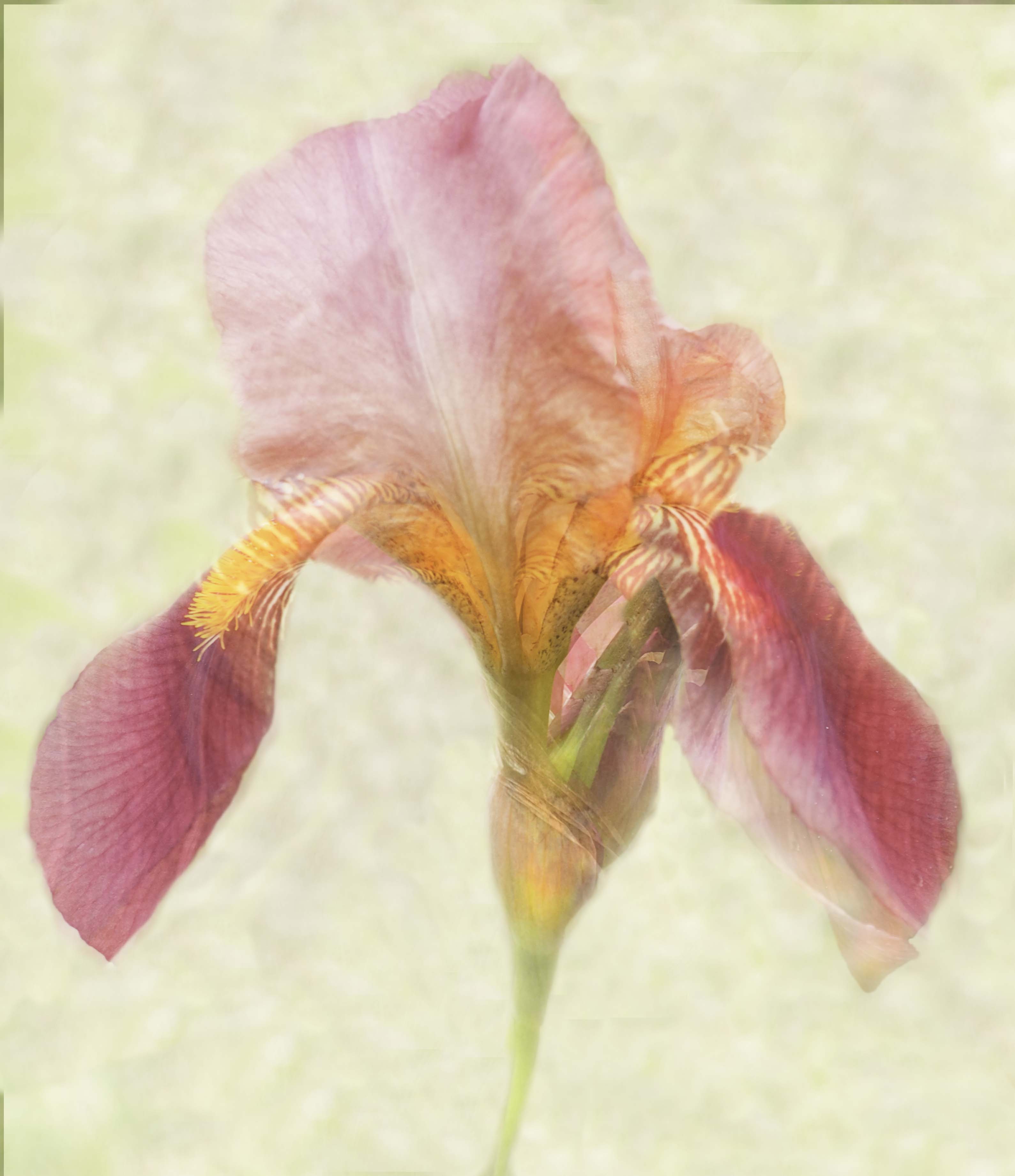 San Juan Island Pink Orchid by Carol Sheppard