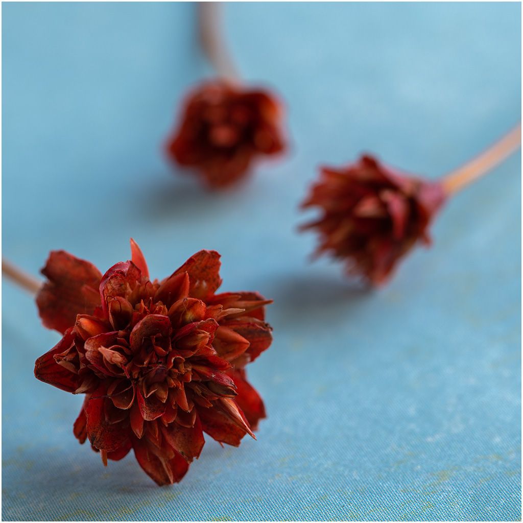 Tiny Flowers by Barbara Asacker