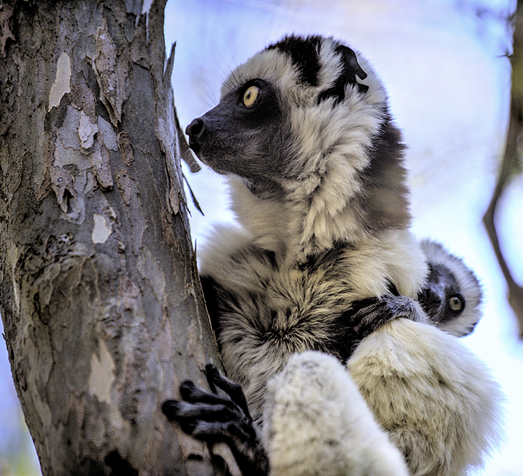 Female Verreaux’s Sifaka Lemur Searching for Food with a Baby on its Back by Jeffrey Pawlan