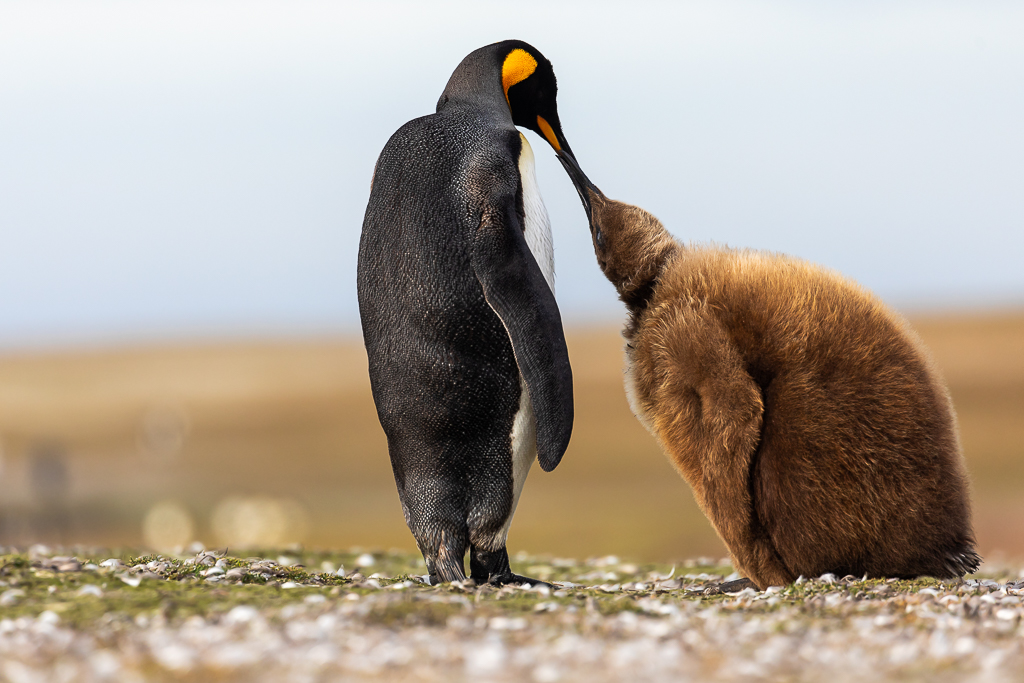 Penguin Bond by Andy Pollard