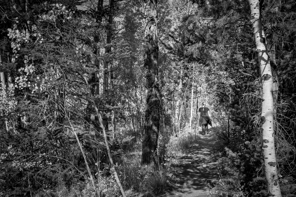 A Walk in the Woods by Mark Sharrock