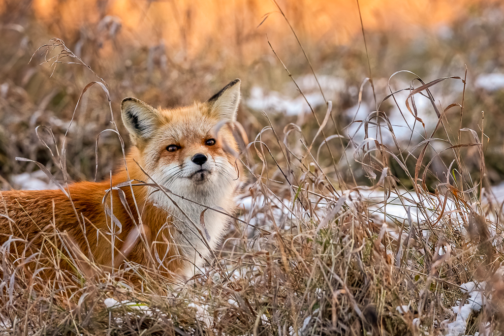 Red Fox in Grass by Elizabeth Warkentin