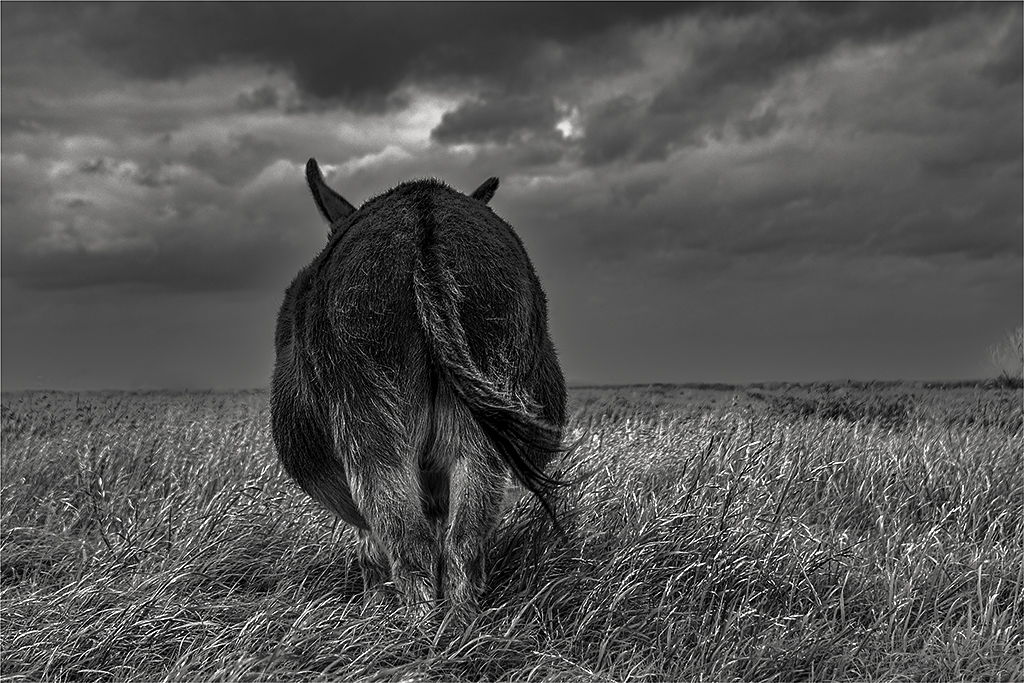 Donkey Grazing on a Stormy Day by Linda M Medine